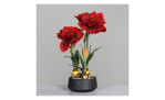 Amaryllis-Arrangement 55 cm