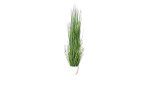 Isolepsis-Gras 100 cm aus Kunststoff in grün mit einem weißen Untertopf.
