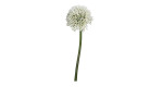 Allium 86 cm aus Kunststoff in weiß mit grünen Stiel.