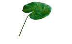 Galax-Blatt 50 cm aus Kunststoff in grün.