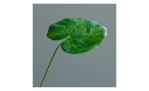 Galax-Blatt 50 cm aus Kunststoff in grün. Auf einem grauen Hintergrund.
