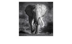 Leinwandbild Grey Elephant Head 30 x 30 cm